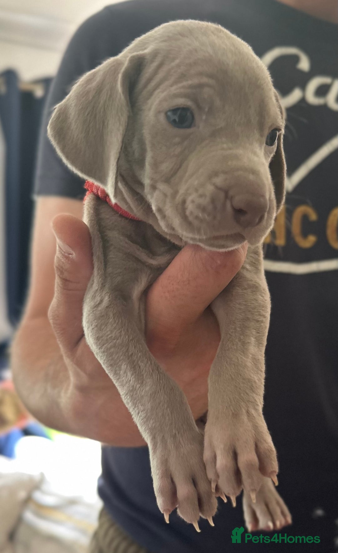 Weimaraner dogs for sale: (3 remaining!) 8 Stunning KC 🩷&💙 Weimaraner pups in Thetford - Image 8
