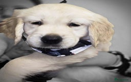 Golden Retriever dogs for sale: Beautiful KC Golden Retriever Babies  - Image 12