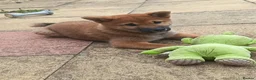Japanese Shiba Inu dogs for sale: Japan Shiba Inu - Advert 11