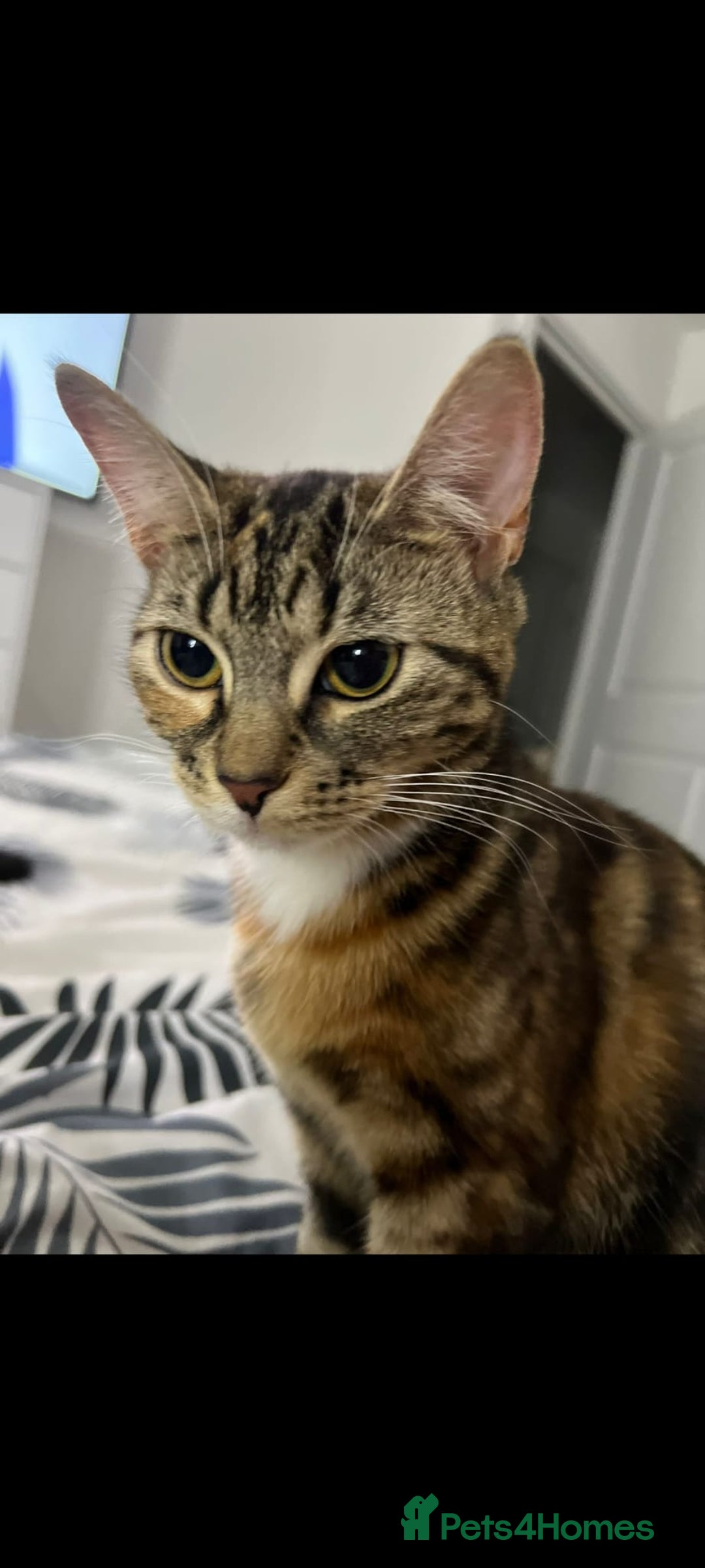 Mixed Breed cats for sale: Lovely Bonded pair (M+F) - must stay together - Advert 16