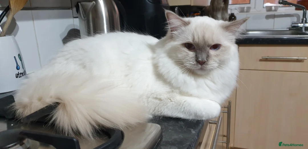 Ragdoll cats for stud: GCCF LILAC MITTED RAGDOLL FOR STUD ONLY in Darwen - Advert 1