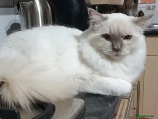 Ragdoll cats for stud: GCCF LILAC MITTED RAGDOLL FOR STUD ONLY - Advert 1