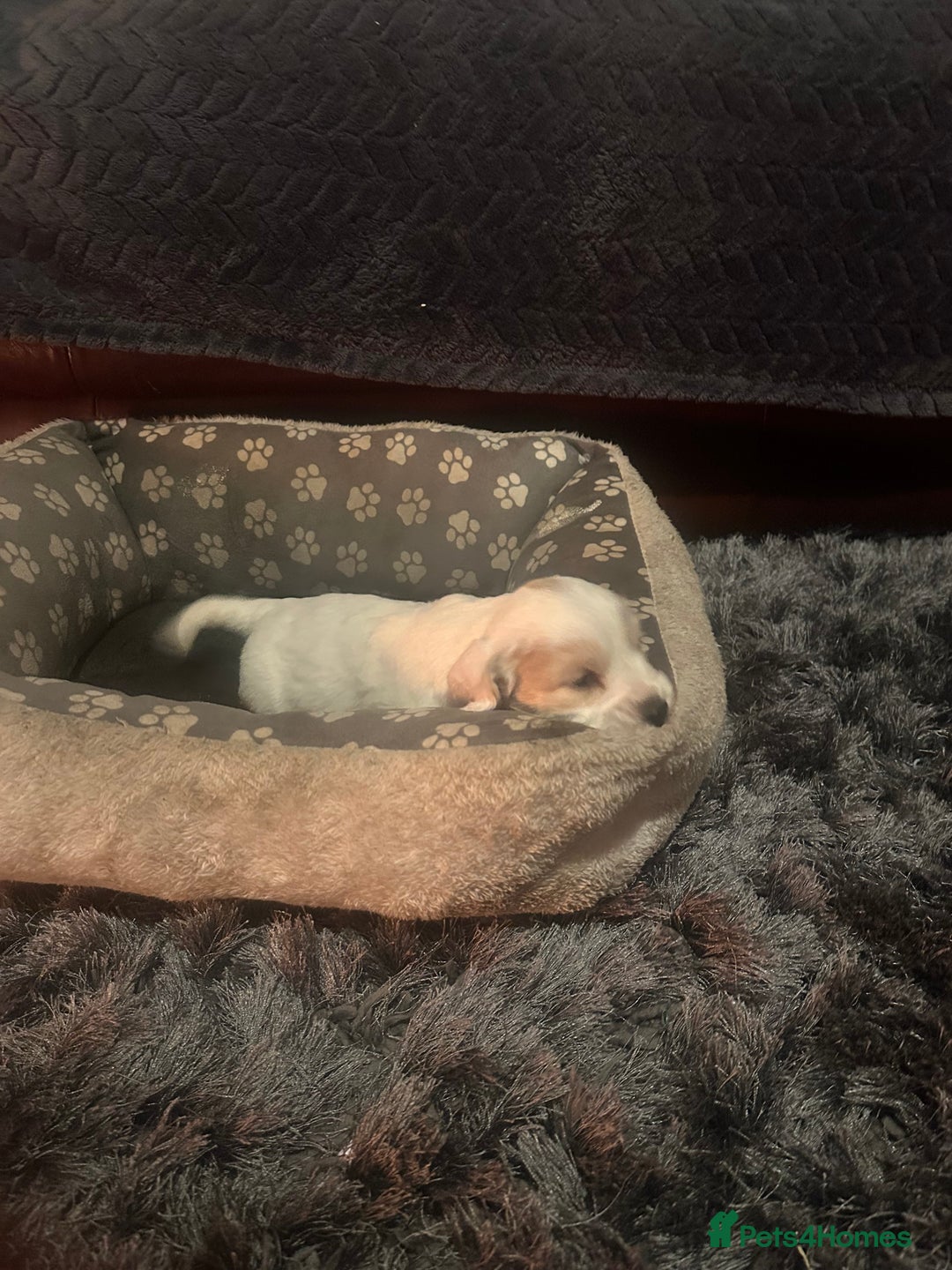 Cockapoo dogs for sale: F3 cockapoo puppies  - Advert 6