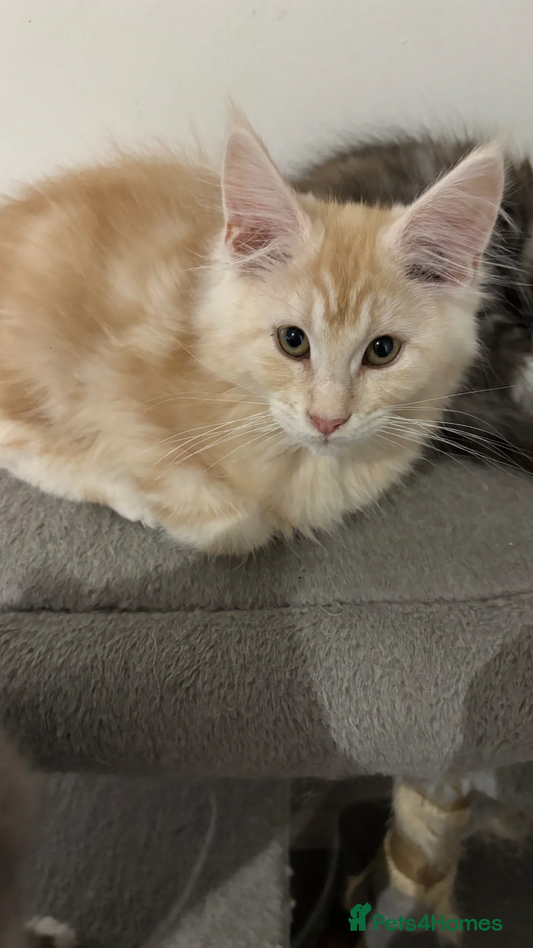 Maine Coon cats for sale: Maine coon kitten  in Armagh - Advert 6