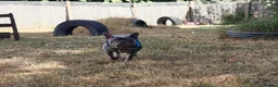 French Bulldog dogs for adoption: Todd  - Advert 4