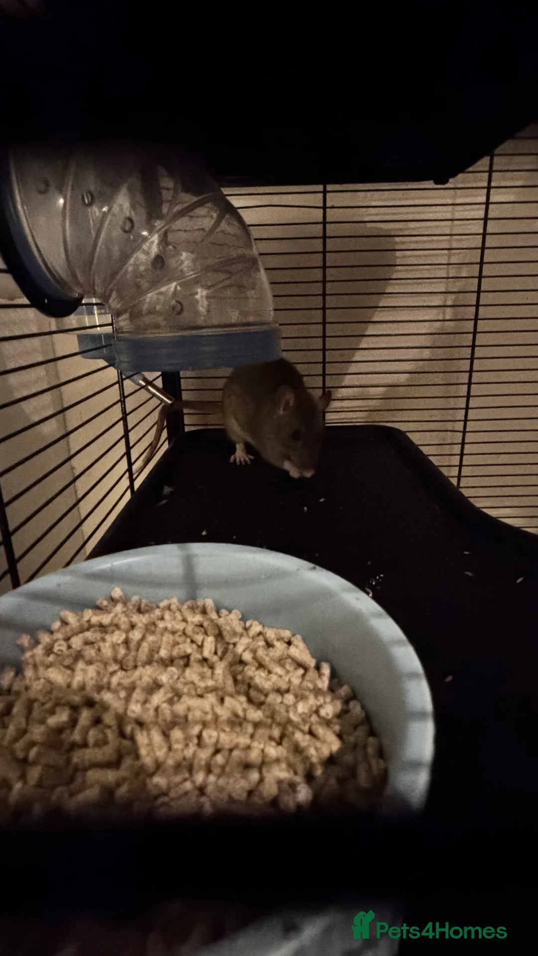 Rat rodents for sale: Two female rats for sale with cage  - Advert 1