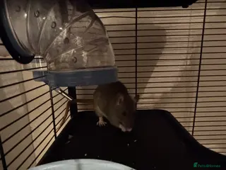 Rat rodents Two female rats for sale with cage - Advert 5