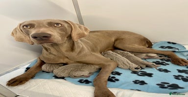 Weimaraner dogs Stunning litter of Silver Weimaraner Puppies. - Advert 2