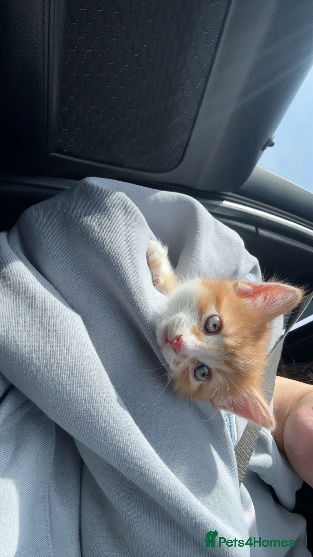 Mixed Breed cats for sale: Ginger cat male £150 in Rotherham - Advert 2