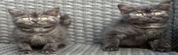 Scottish Fold cats for sale: Scottish fold X BSH - Advert 6