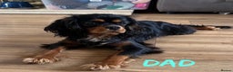 Cavalier King Charles Spaniel dogs for sale: RUBY BOY LEFT -Beautiful KC cavalier King Charles  - Advert 14