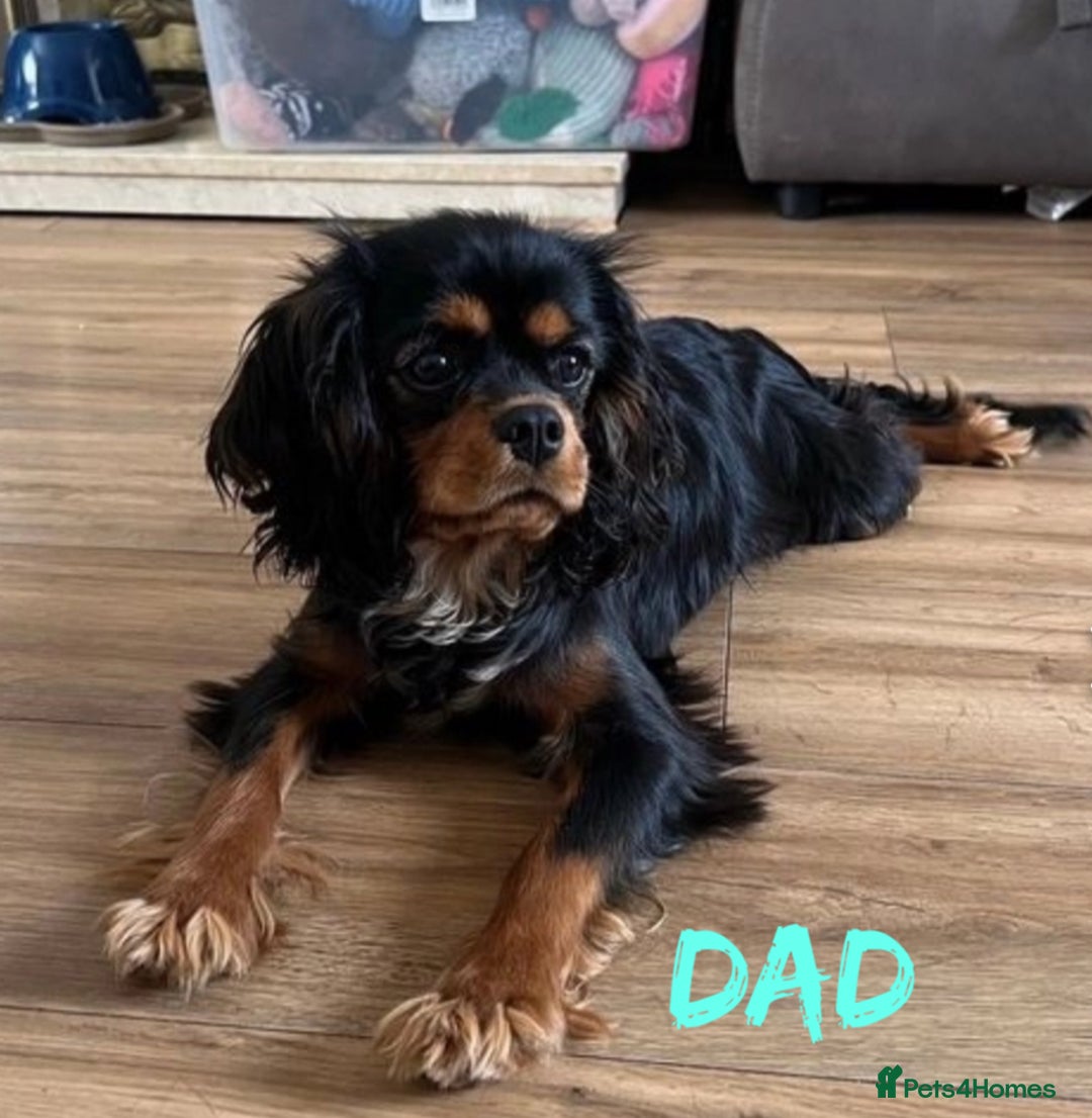 Cavalier King Charles Spaniel dogs for sale: RUBY BOY LEFT -Beautiful KC cavalier King Charles  - Advert 14