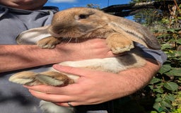 French Lop rabbits for sale: Beautiful French lops  - Image 1