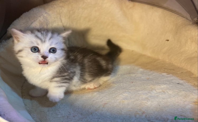 Munchkin cats - Advert 1