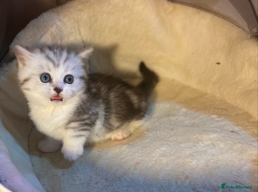 Munchkin cats for sale: Full Pedigree Munchkin Kittens  - Image 1