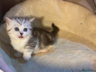 Munchkin cats - Advert 2