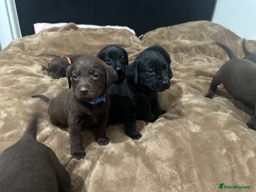 Labrador Retriever dogs for sale: Labrador puppies - Advert 15