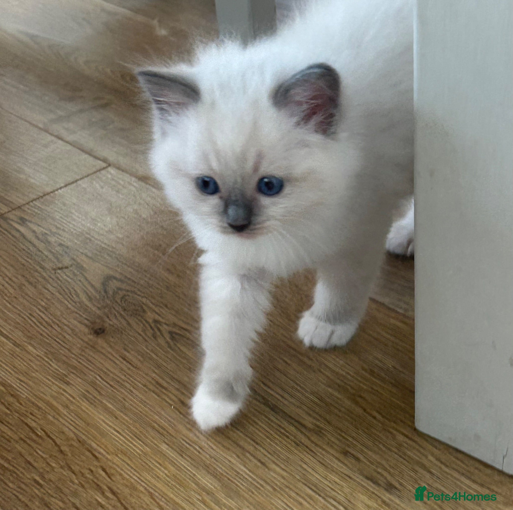 Ragdoll cats Beautiful Ragdoll Kittens  - Advert 2