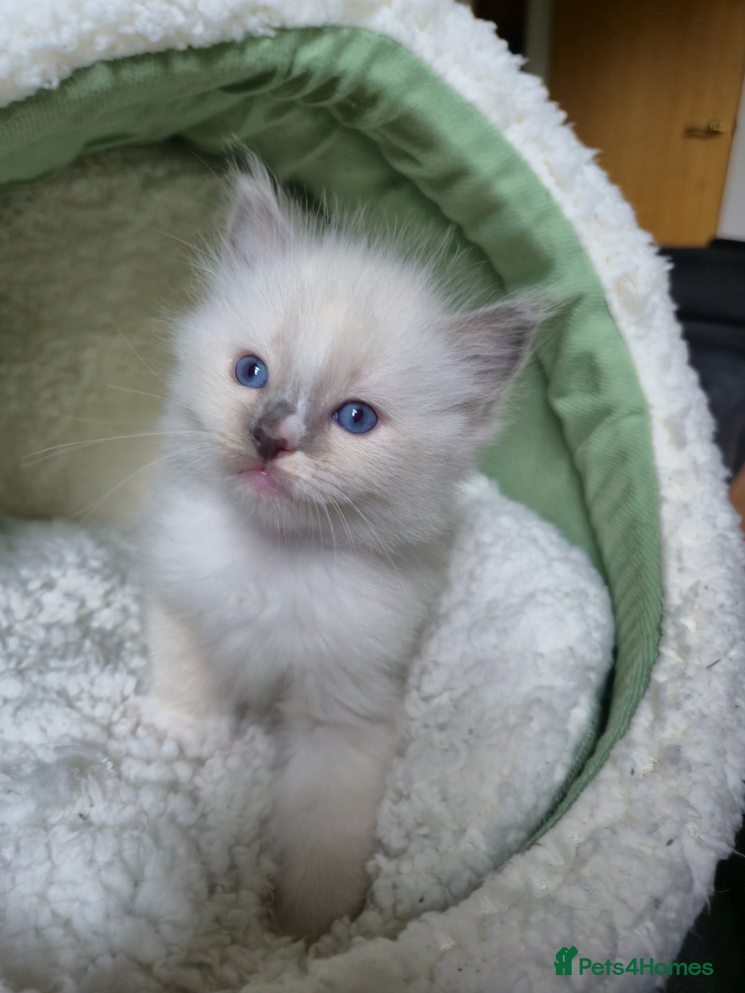Ragdoll cats for sale: beautiful ragdoll kittens  - Image 5