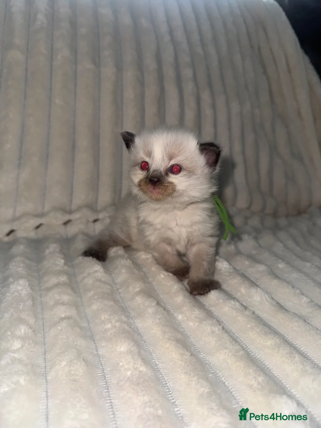 Ragdoll cats for sale: Stunning ragdoll kittens  - Advert 2
