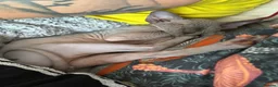Sphynx cats for sale: Two Sphynx Boys Looking for Their Forever Home ❤️ - Advert 3
