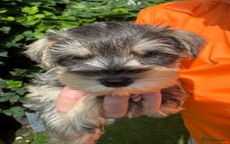 Miniature Schnauzer dogs for sale: Happy healthy miniature Schauzer puppies - Image 1