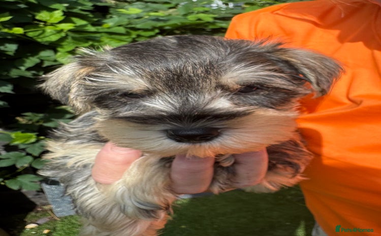 Miniature Schnauzer dogs - Advert 5
