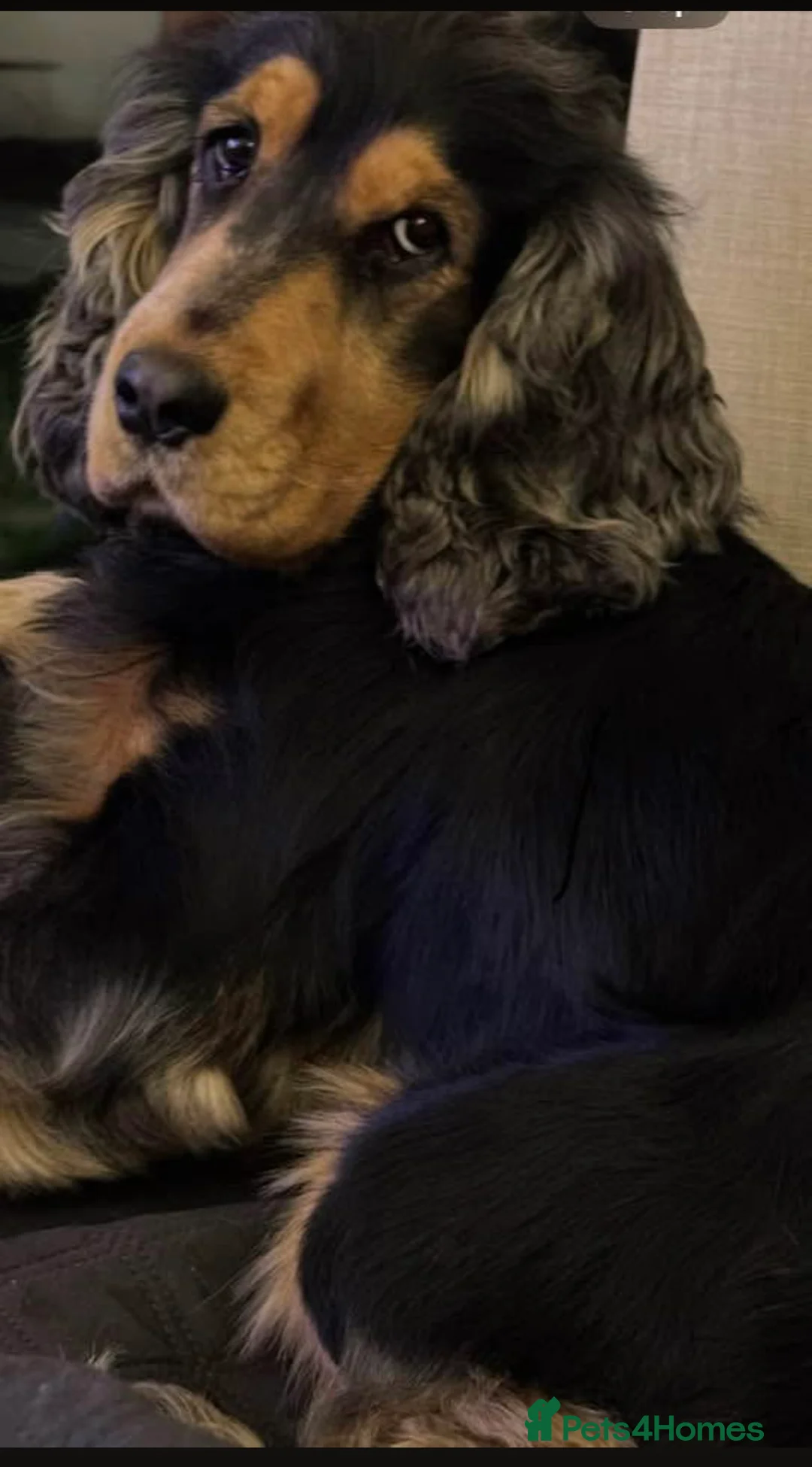 Cocker Spaniel dogs for stud: Show type cocker spaniel in Braintree - Advert 7