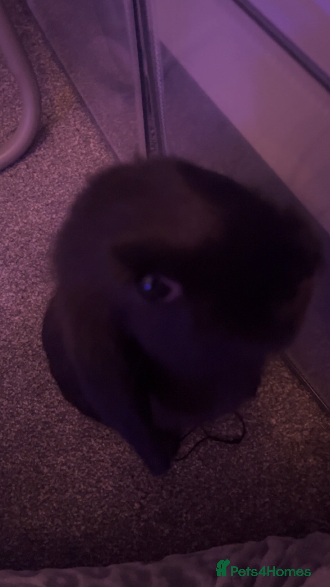 Mini Lop rabbits for sale: 2 female mini lops (need gone ASAP) - Advert 6