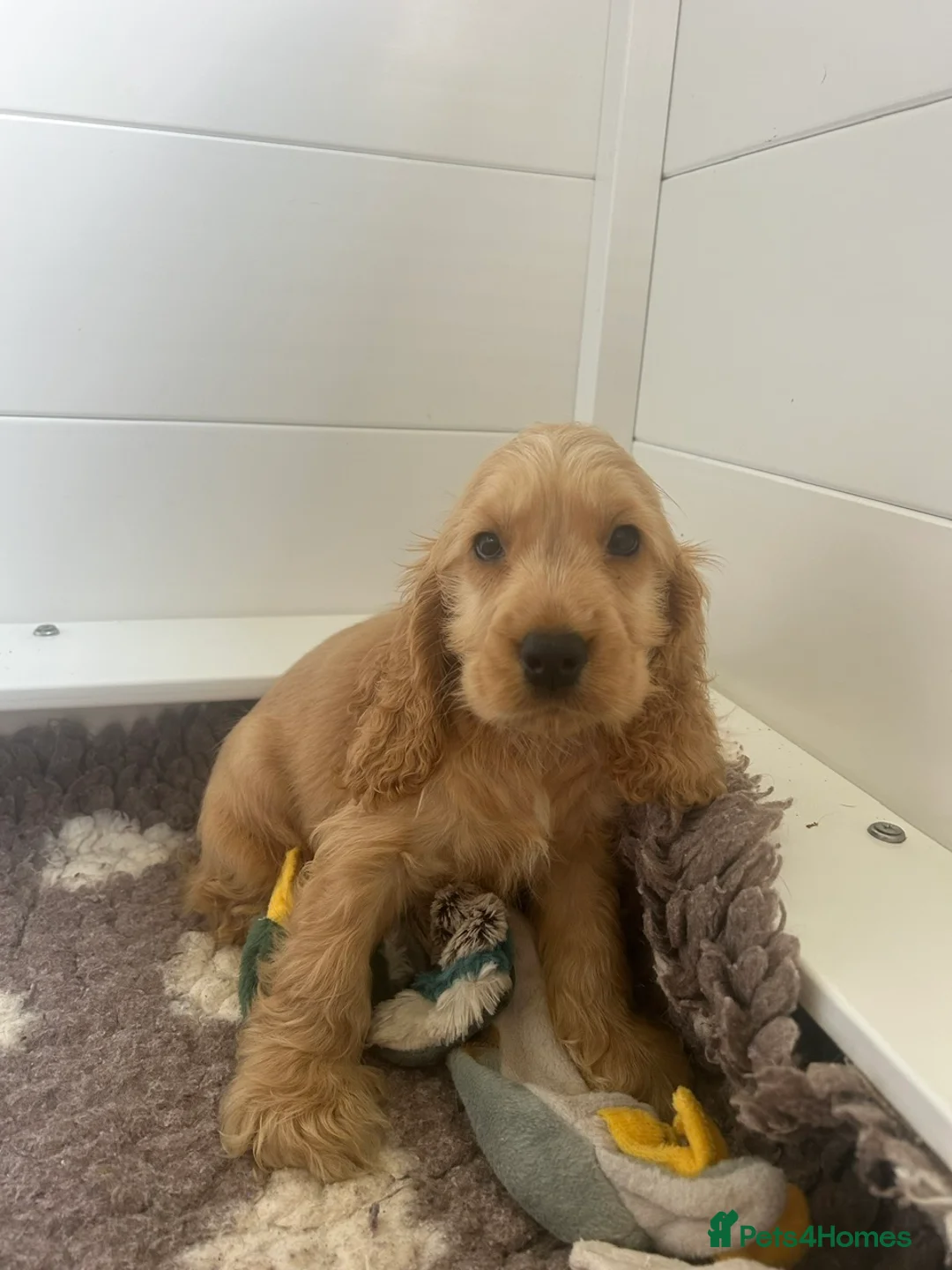 Cocker Spaniel dogs for sale: Cocker Spaniels ready to leave soon! in Lewes - Advert 1