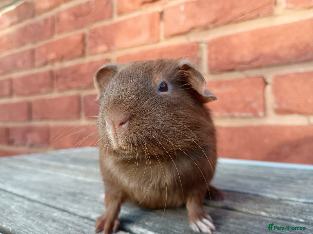 Guinea Pig rodents for sale: Gorgeous baby guinea pig brothers  - Image 3