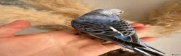Budgerigars birds for sale: Hand Tame male baby budgies   - Advert 7