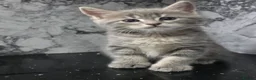 Mixed Breed cats for sale: MAINECOON X British short hair - Advert 16