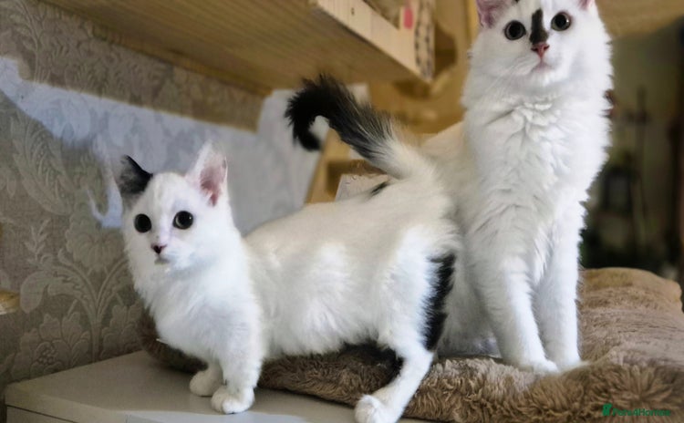Munchkin cats Purebred TICA reg. Munchkin kittens ready to go  - Advert 3