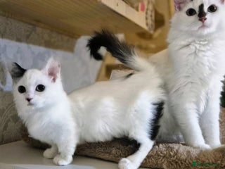 Munchkin cats Purebred TICA reg. Munchkin kittens ready to go - Advert 3