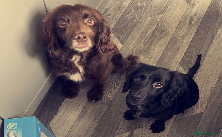 Cocker Spaniel dogs - Advert 12