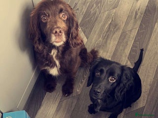 Cocker Spaniel dogs for sale: Beautiful Spaniels - Advert 1