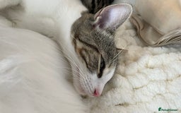 British Shorthair cats for sale: Beautiful Fluffy Kitten.  - Image 12