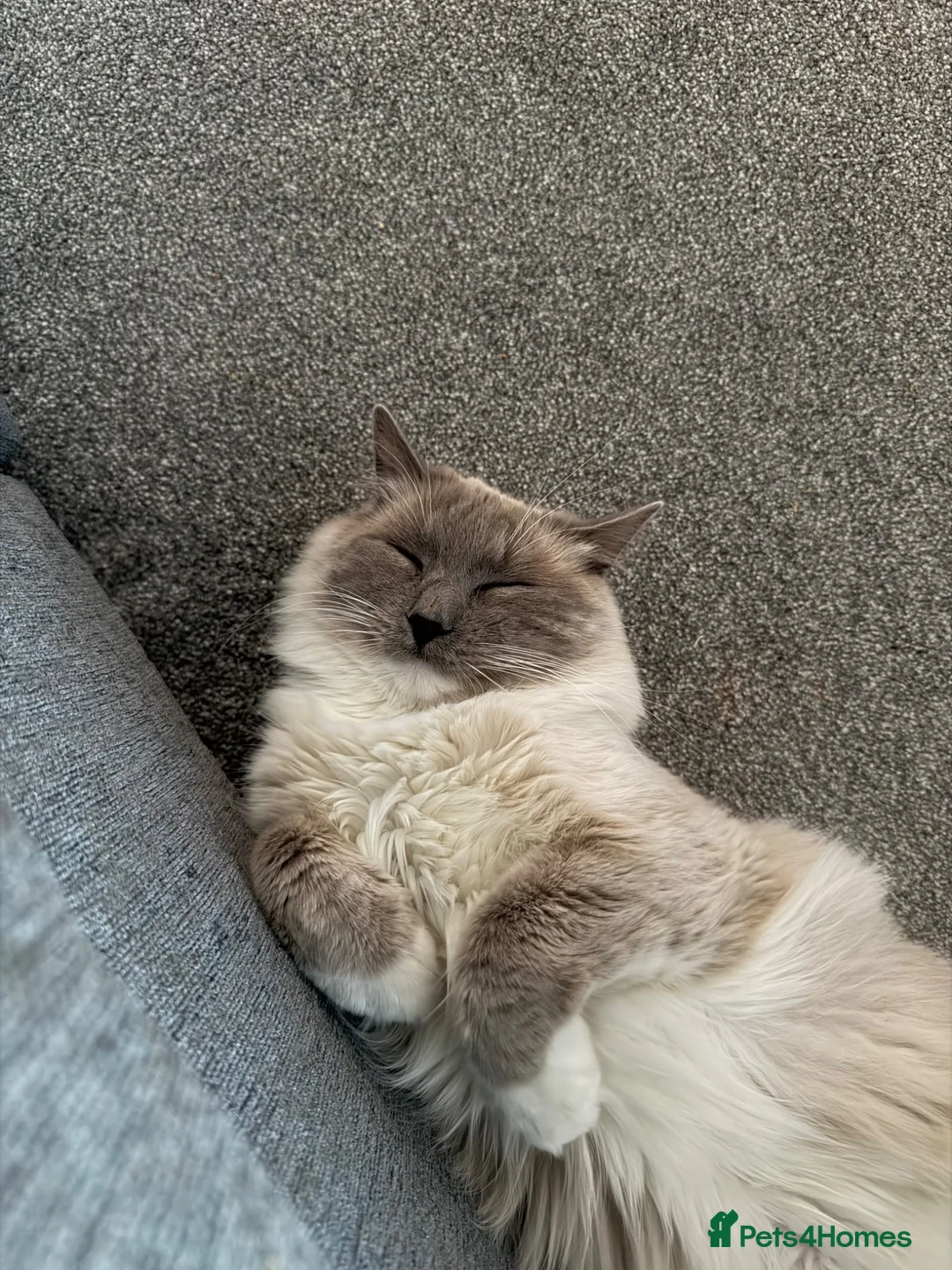 Ragdoll cats for sale: Gorgeous pure ragdoll male for rehoming🐈‍⬛ - Advert 2