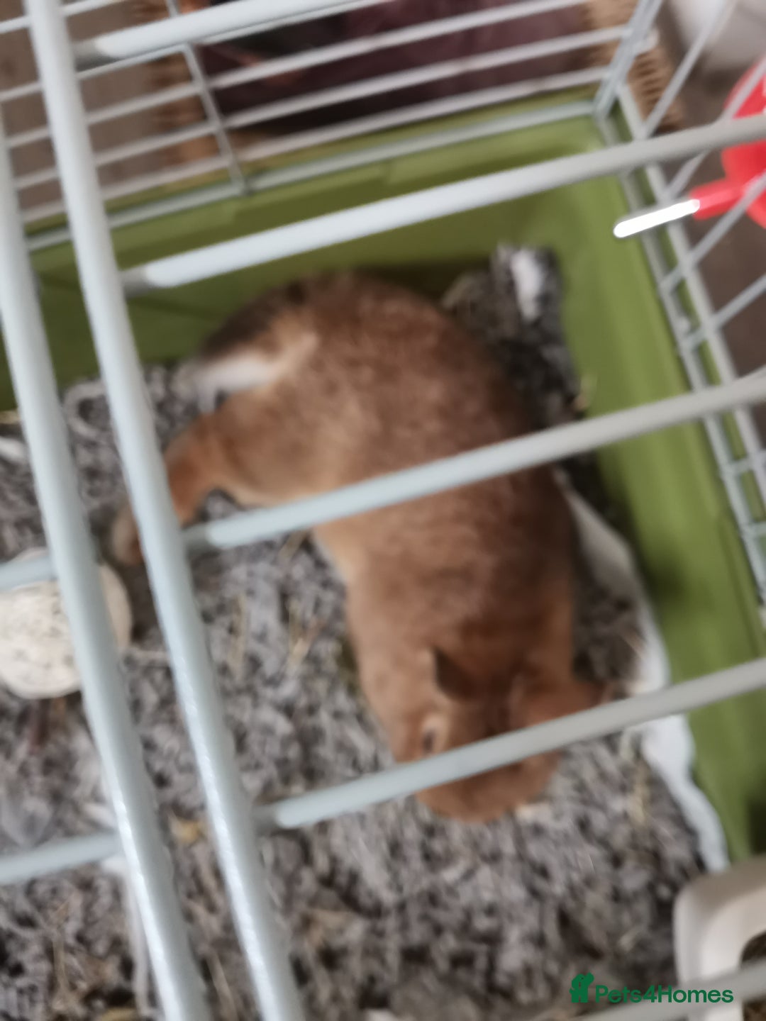 Netherland Dwarf rabbits for sale: Unique, Rare Red Fox Rabbit for sale - Advert 14