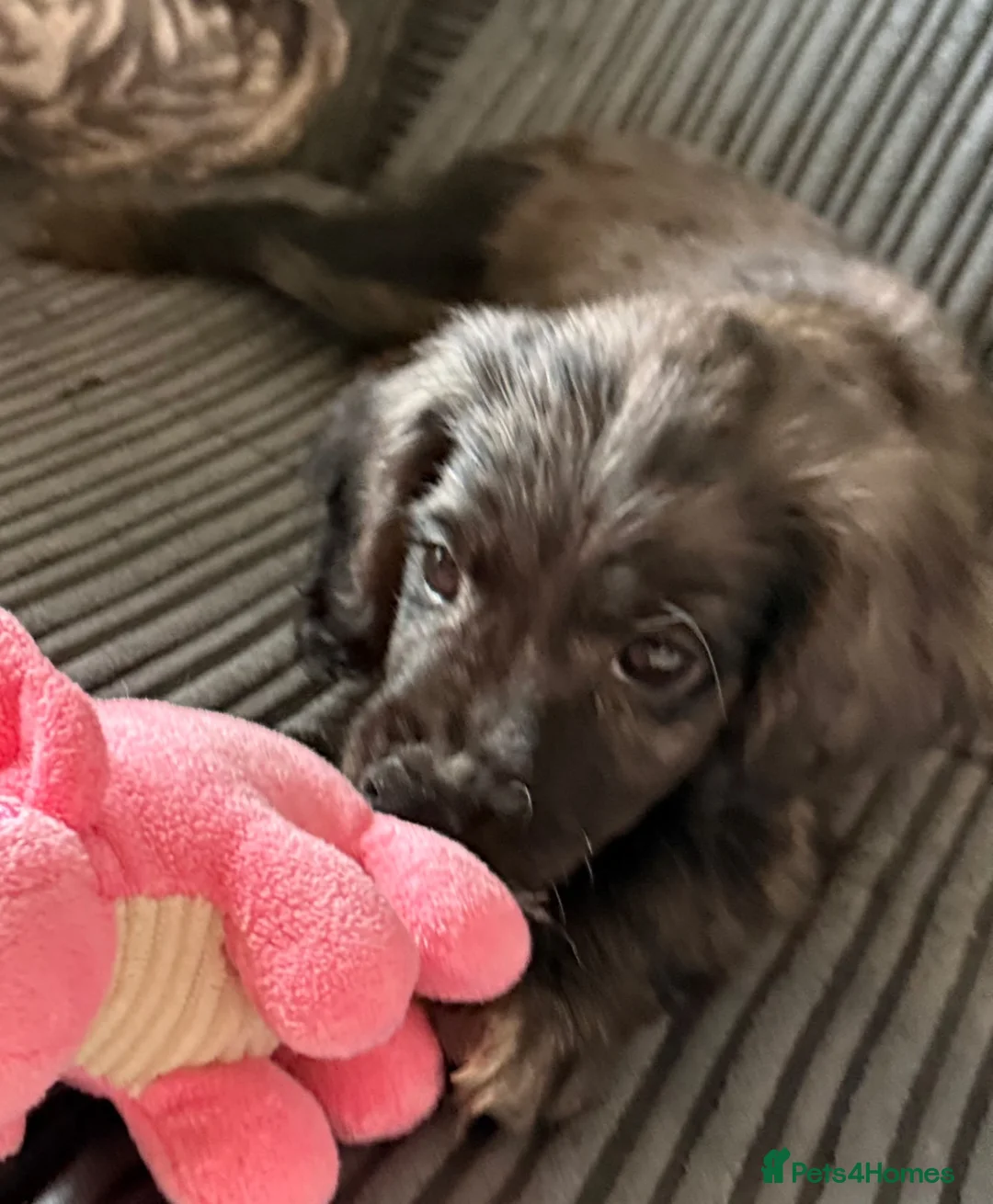 Cockapoo dogs for sale: Female Merle Cockapoo in London - Advert 2
