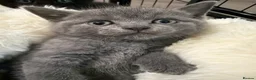 British Shorthair cats for sale: British short hair x domestic grey short hair  - Advert 16