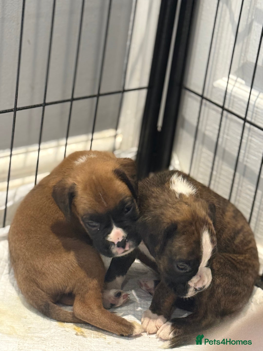 Boxer dogs for sale: Gorgeous Kc Boxer Puppies - Image 7