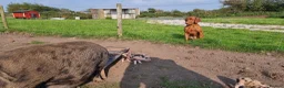 Hungarian Vizsla dogs for sale: Pedigree Hungarian Vizsla pups. Show/working/pet - Advert 6