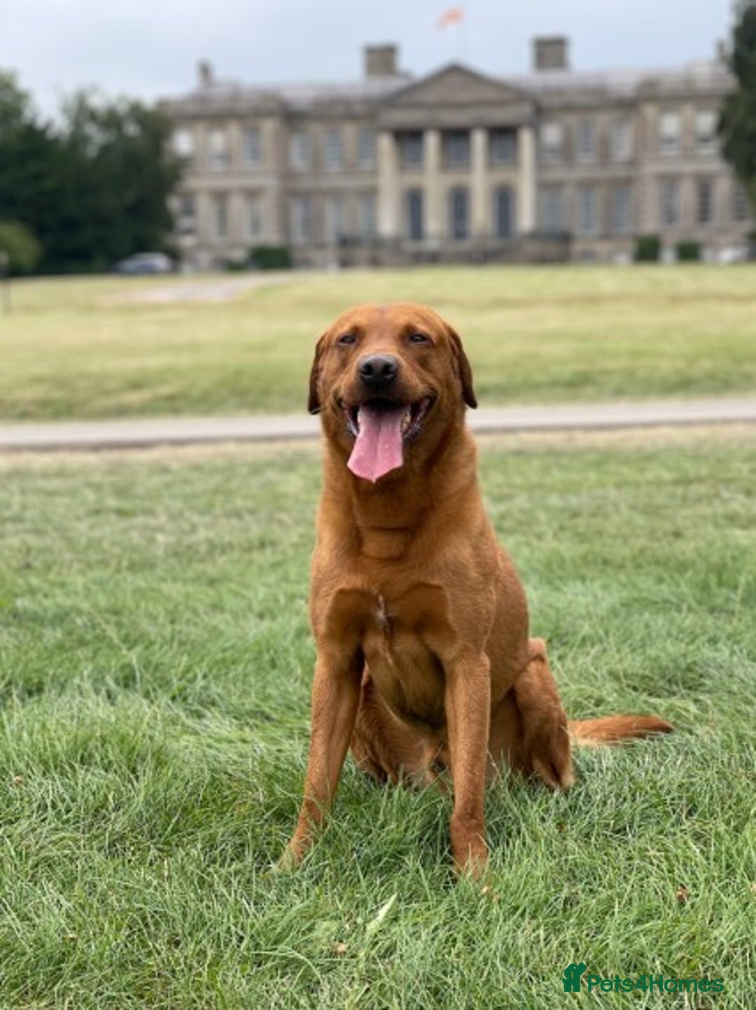 Labrador Retriever dogs for stud: Proven, Dark Fox Red, DNA Clear Labrador Stud in Evesham - Advert 8