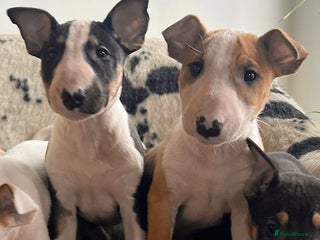 English Bull Terrier dogs Outstanding standard Bull terrier boys available - Advert 3