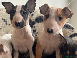 English Bull Terrier dogs Outstanding standard Bull terrier boys available - Advert 2