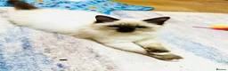 Ragdoll cats for sale: ❤️ Very special homes needed GCCF RAGDOLLS  - Advert 10