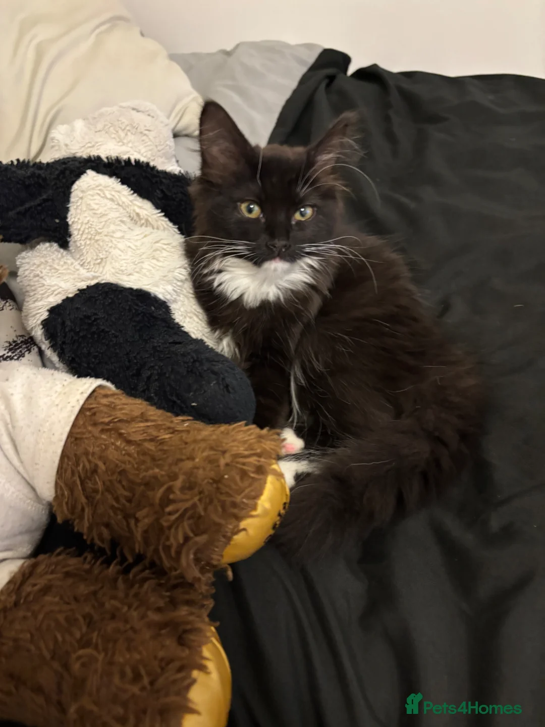 British Longhair cats for sale: Dark brown/black British Longhair Minnie - Advert 9