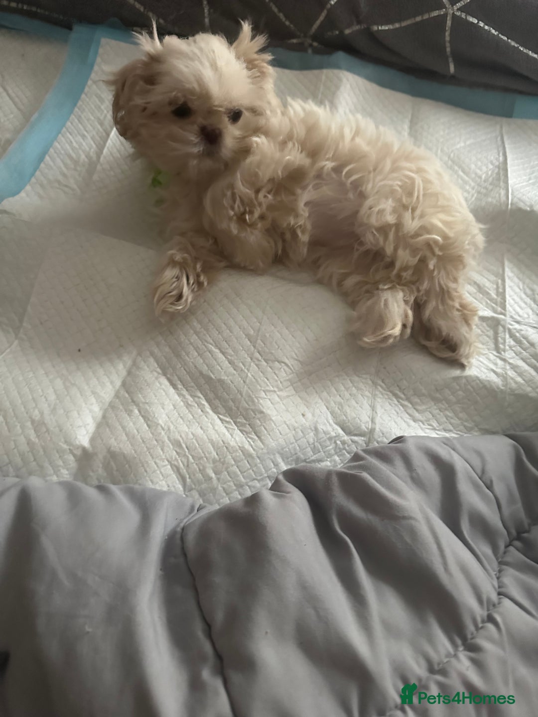 Shih Tzu dogs for sale: Lavender White Imperial Shih Tzu Puppies - Advert 21